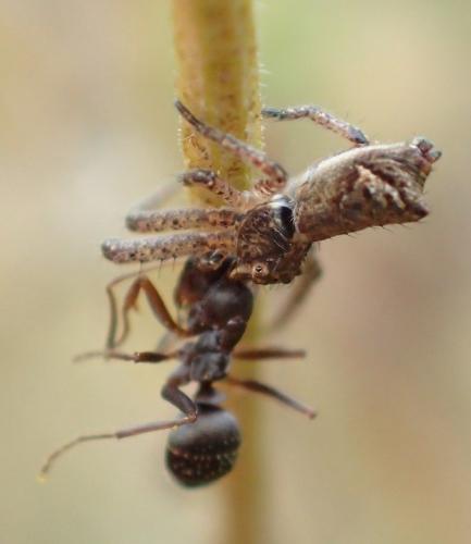 Réf. 193 443 : Tmarus sp.